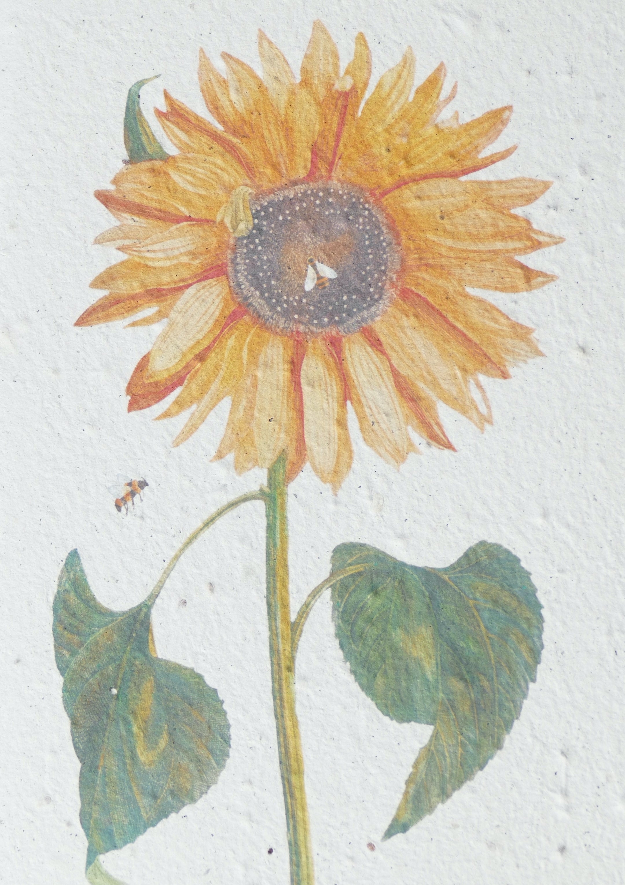WACHSENDE GRUßKARTEN - BLUMEN