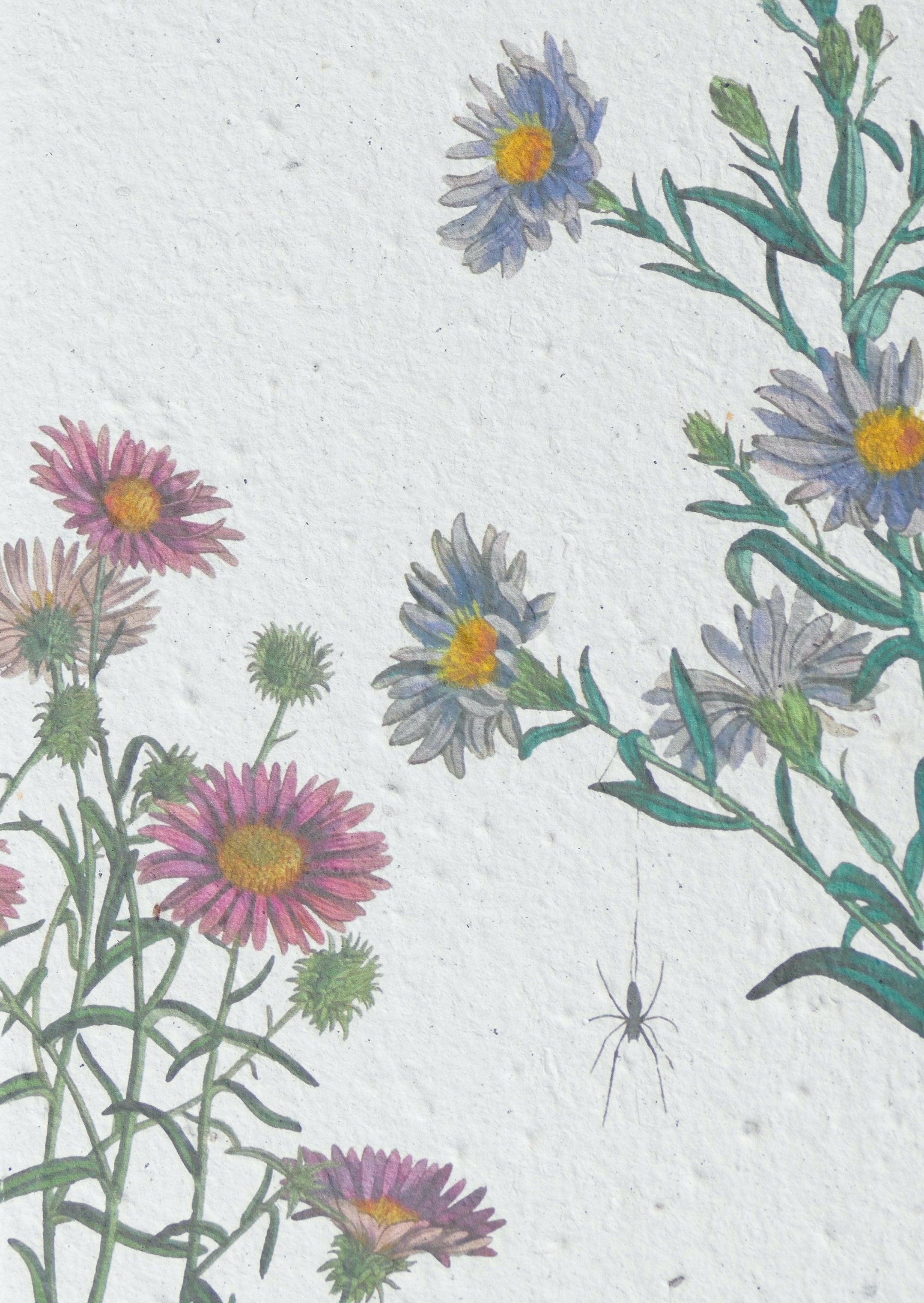 WACHSENDE GRUßKARTEN - BLUMEN