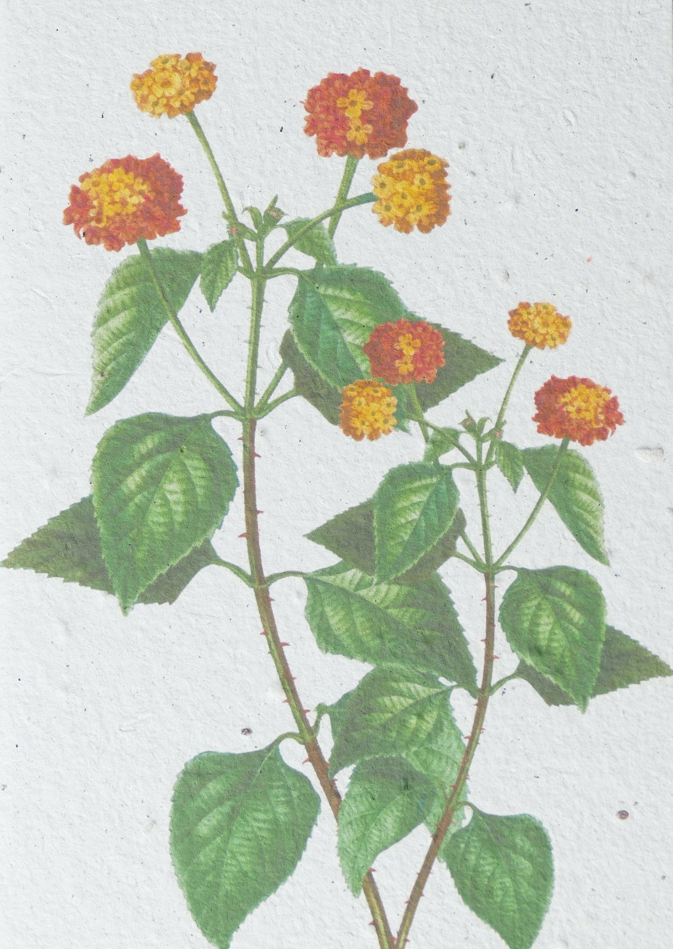 WACHSENDE GRUßKARTEN - BLUMEN