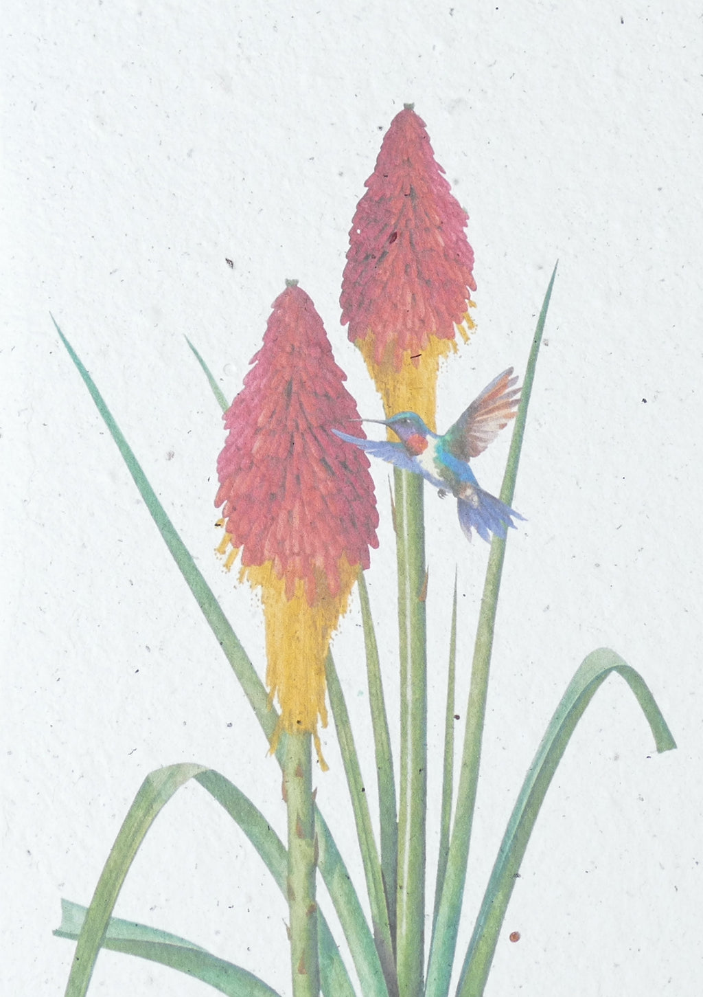 WACHSENDE GRUßKARTEN - BLUMEN