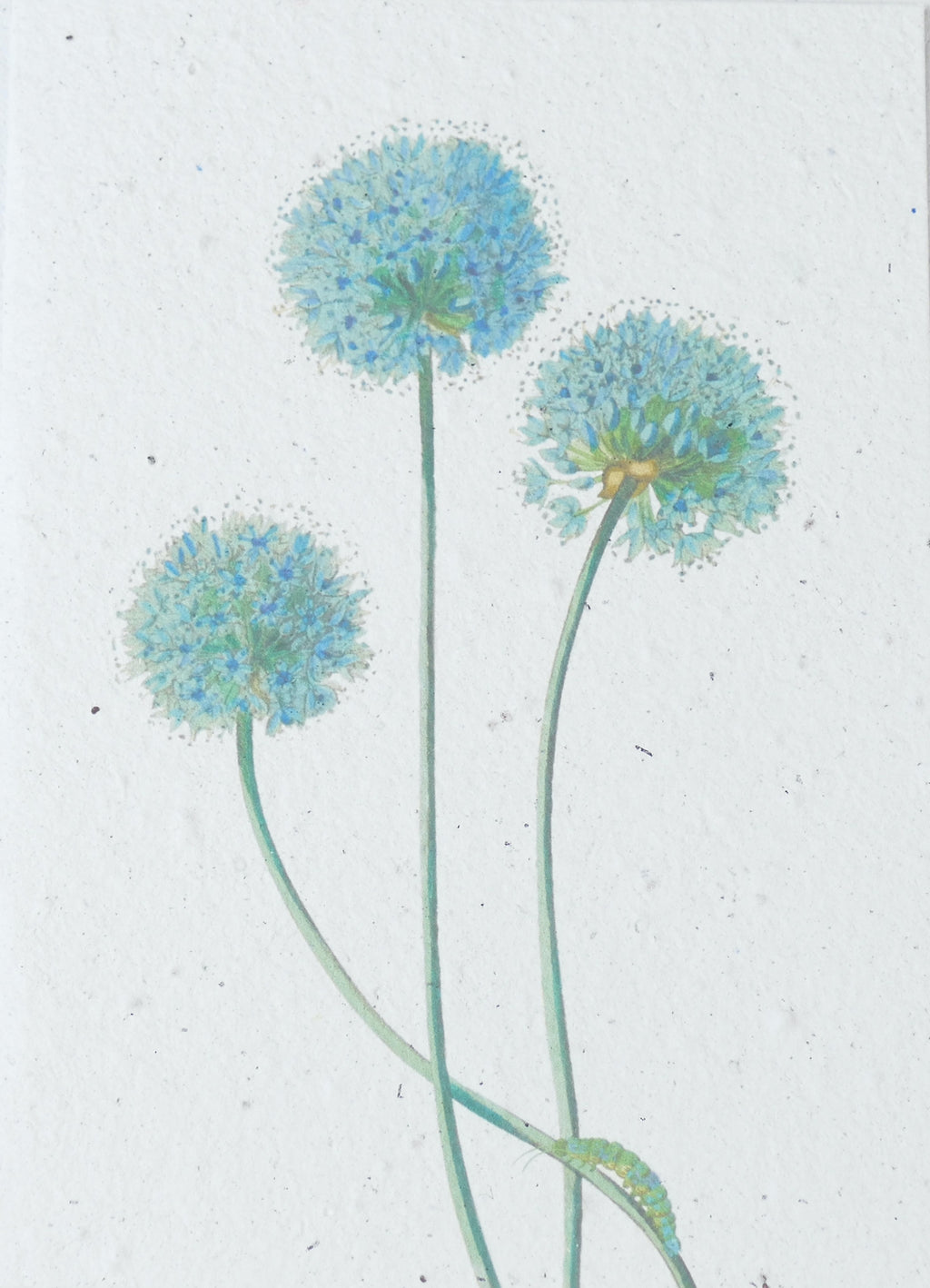 WACHSENDE GRUßKARTEN - BLUMEN