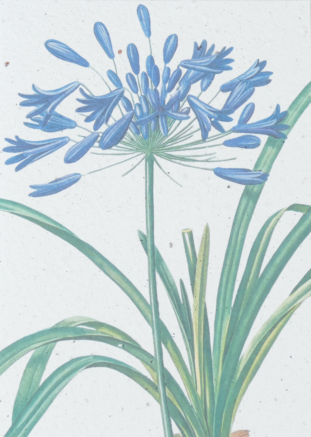 WACHSENDE GRUßKARTEN - BLUMEN