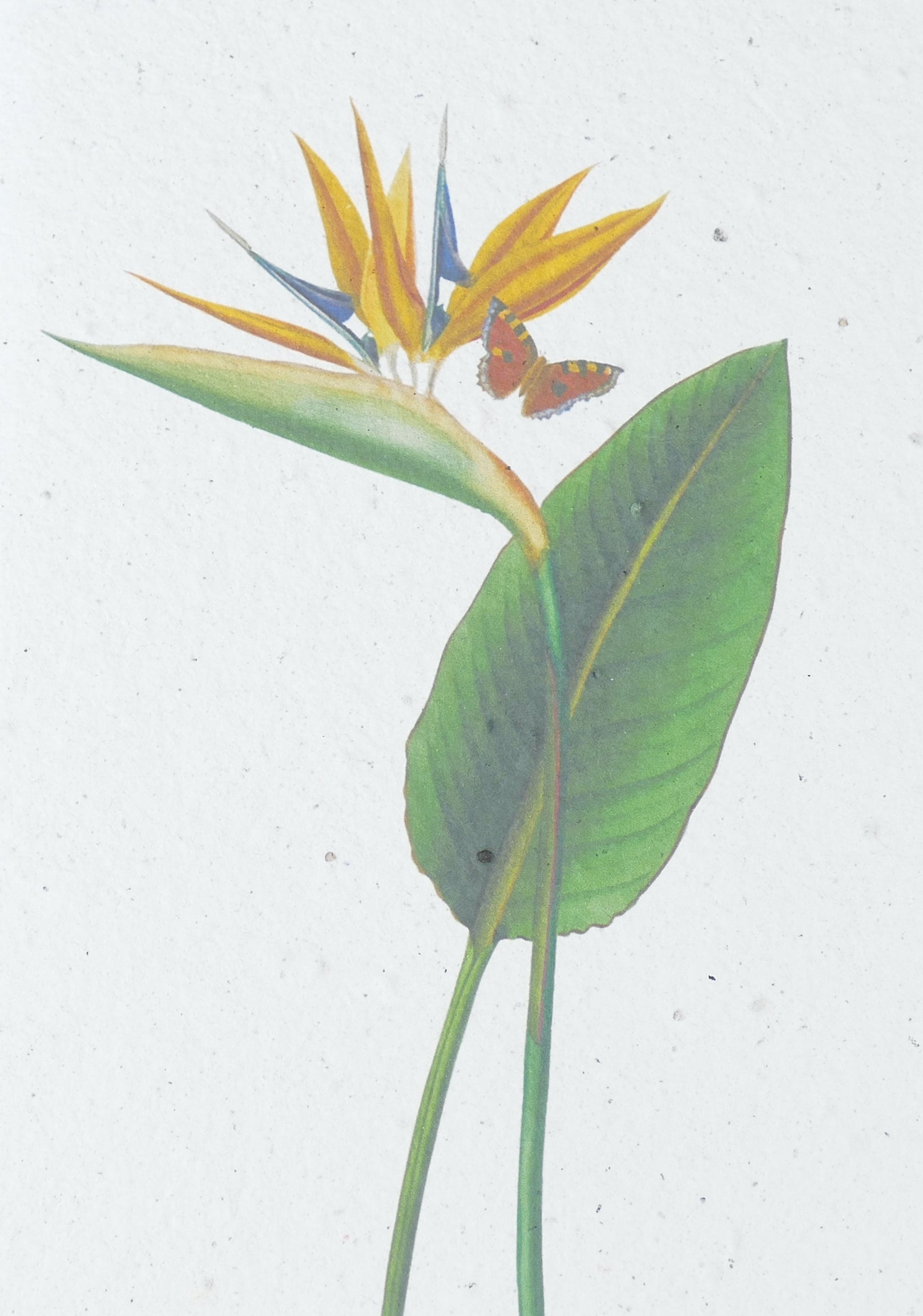 WACHSENDE GRUßKARTEN - BLUMEN